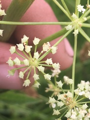 Cicuta douglasii