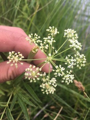 Cicuta douglasii