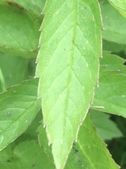 Cicuta douglasii
