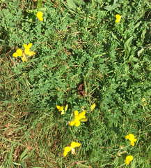 Lotus corniculatus