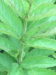 Cicuta douglasii