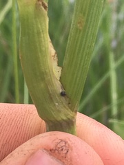 Cicuta douglasii