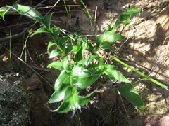 Pelargonium ellaphieae