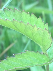 Cicuta douglasii