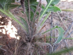 Pelargonium ellaphieae