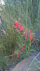 Penstemon