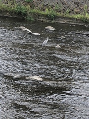 Ardea cinerea