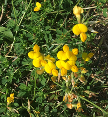 Lotus corniculatus