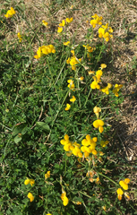 Lotus corniculatus