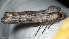Lithomoia germana