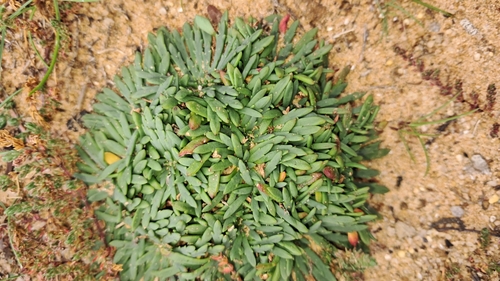 Plantago coronopus iNat (3)