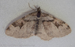 Xanthorhoe labradorensis