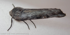 Lithomoia germana