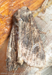 Helotropha reniformis