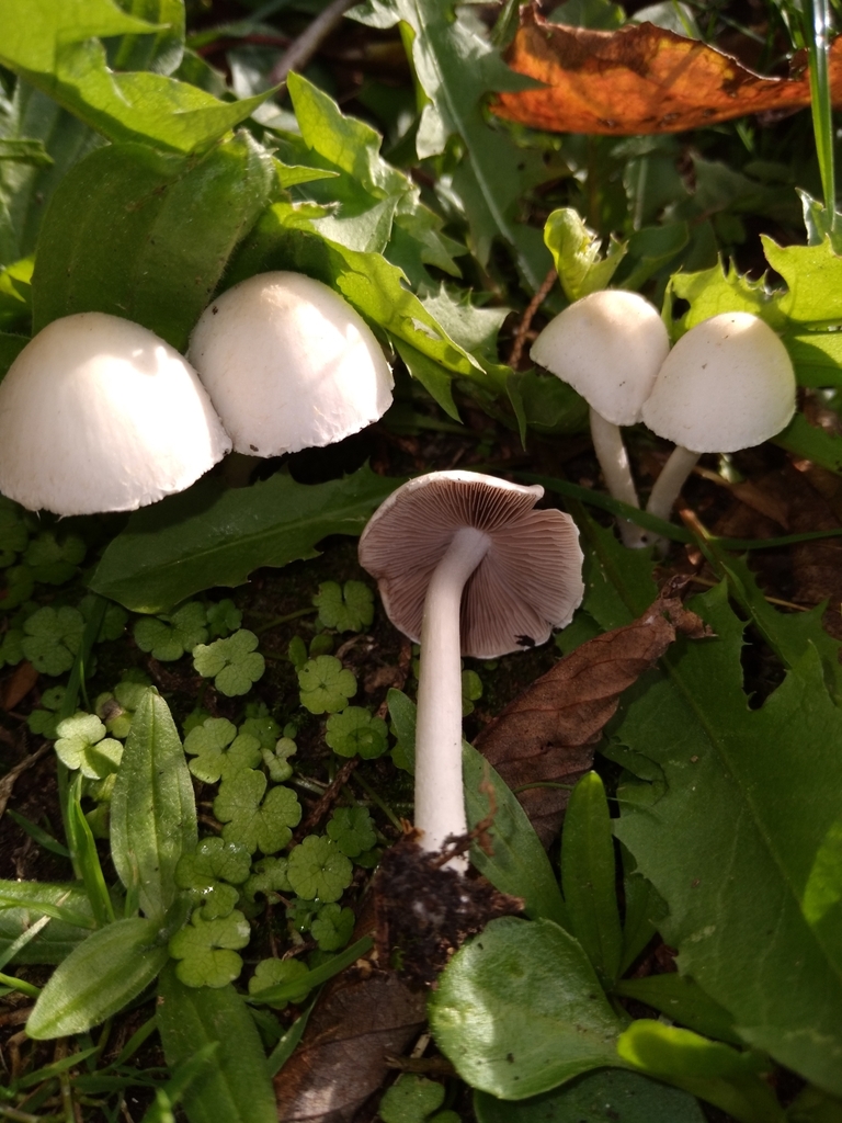 Candolleomyces candolleanus · April 2025 · photo: © robert42956 (iNaturalist, CC)