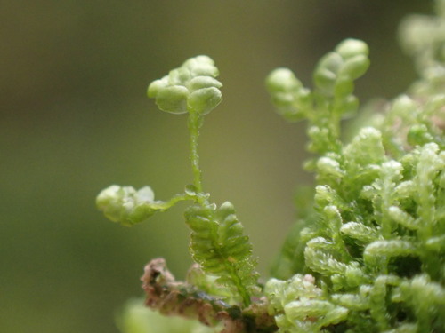 Image of Bazzania denudata by no rights reserved