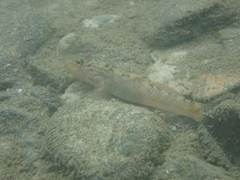 Rhinogobius formosanus