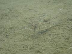 Macrobrachium australe