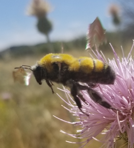 Morrison's Bumble Bee photo 6