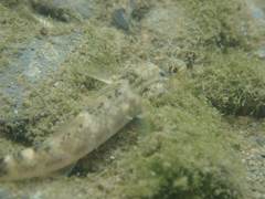 Rhinogobius formosanus