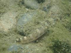 Rhinogobius formosanus