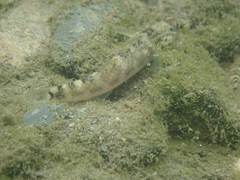 Rhinogobius formosanus