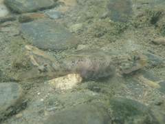 Rhinogobius formosanus