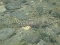 Rhinogobius formosanus