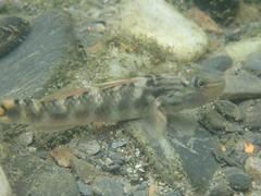 Rhinogobius formosanus