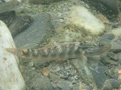 Rhinogobius formosanus