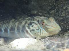 Rhinogobius formosanus