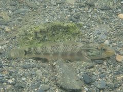 Rhinogobius formosanus