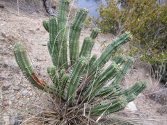 Euphorbia mammillaris