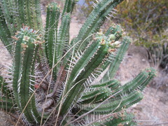 Euphorbia mammillaris