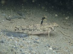 Redigobius