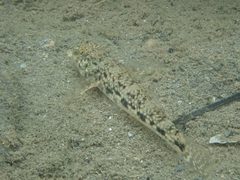 Glossogobius