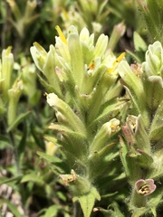 Castilleja chrysantha