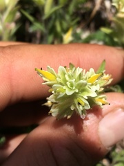 Castilleja chrysantha