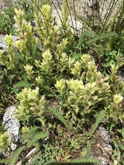Castilleja chrysantha