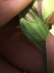 Castilleja chrysantha
