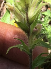Castilleja chrysantha