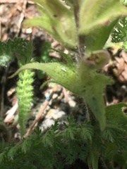 Castilleja chrysantha