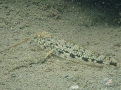 Glossogobius