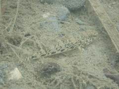 Glossogobius