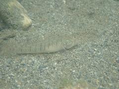 Stenogobius genivittatus