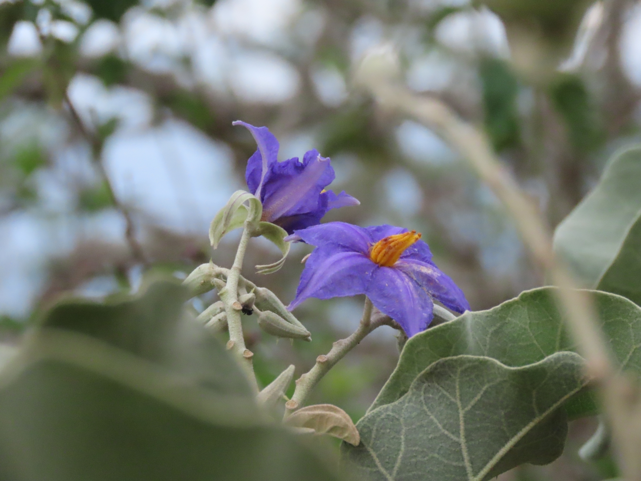 Solanum lycocarpum