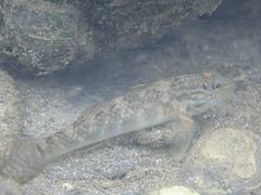 Rhinogobius formosanus