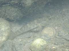 Rhinogobius formosanus