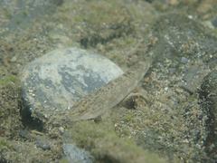 Rhinogobius formosanus