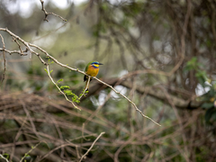 Merops lafresnayii